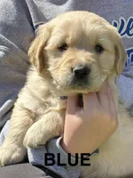 Blue , a male Golden Retriever for sale in Taylors, SC – Photo 1 of 4