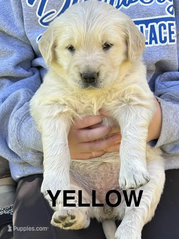 Yellow  – Golden Retriever puppy for sale in Taylors, SC