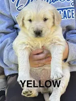Yellow , a female Golden Retriever for sale in Taylors, SC – Photo 1 of 4