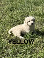Yellow , a female Golden Retriever for sale in Taylors, SC – Photo 2 of 4