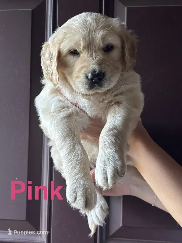 Golden Retriever - Pink – Golden Retriever puppy for sale in Taylors, SC