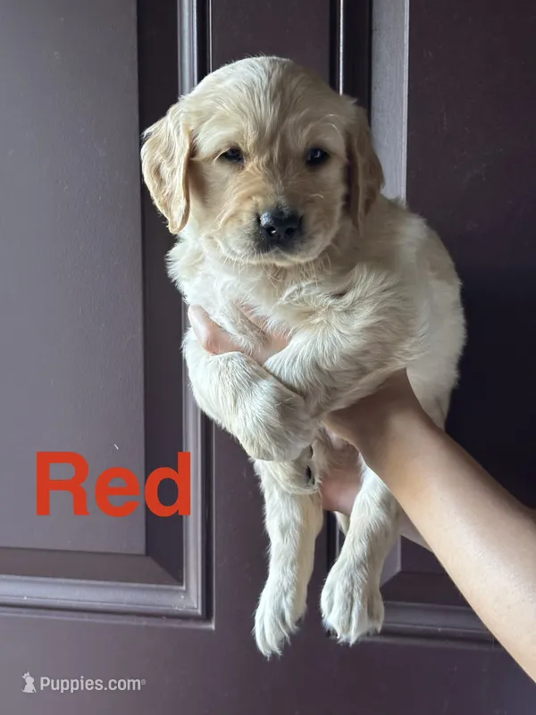 Golden Retriever - Red – Golden Retriever puppy for sale in Taylors, SC