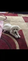 Yellow Pup, a female Golden Retriever for sale in Taylors, SC – 6 of 8