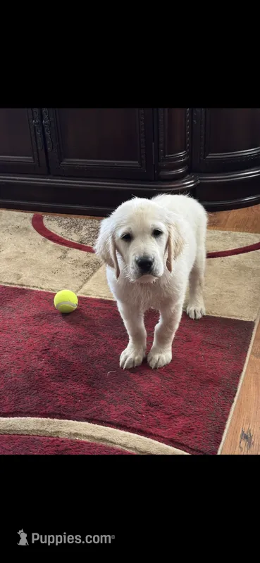 Yellow Pup – Golden Retriever puppy for sale in Taylors, SC