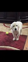 Yellow Pup, a female Golden Retriever for sale in Taylors, SC – 1 of 8