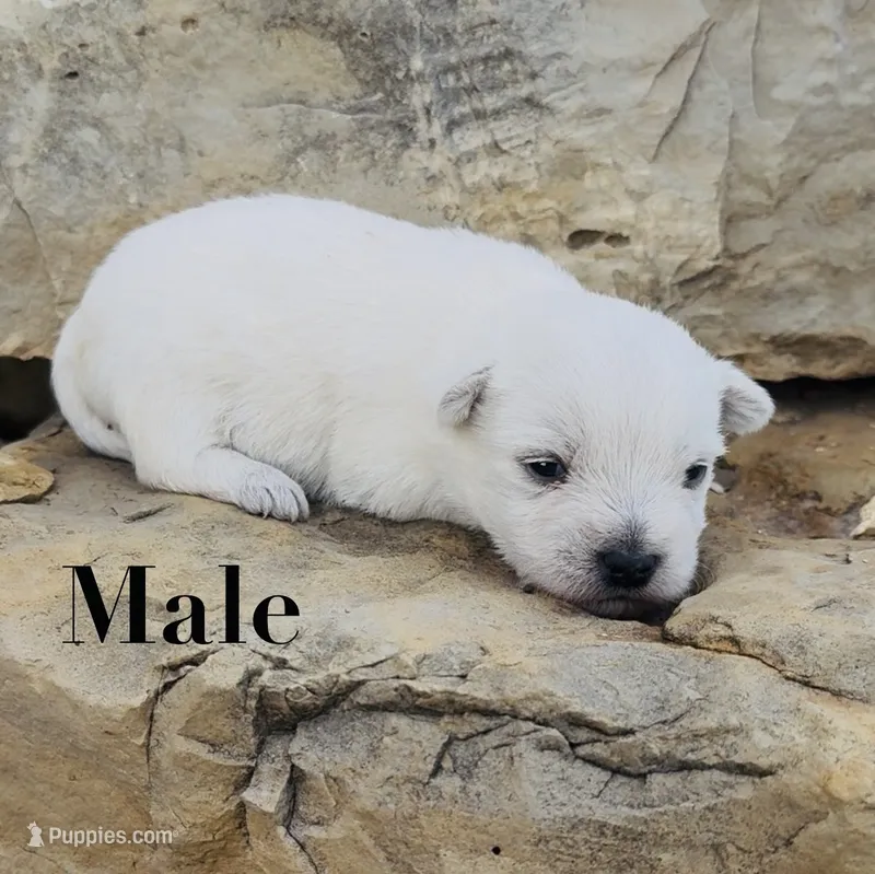 AKC Male  – West Highland White Terrier puppy for sale in Chapman, KS