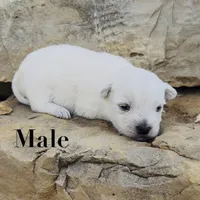 AKC Male , a male West Highland White Terrier for sale in Chapman, KS – 1 of 3