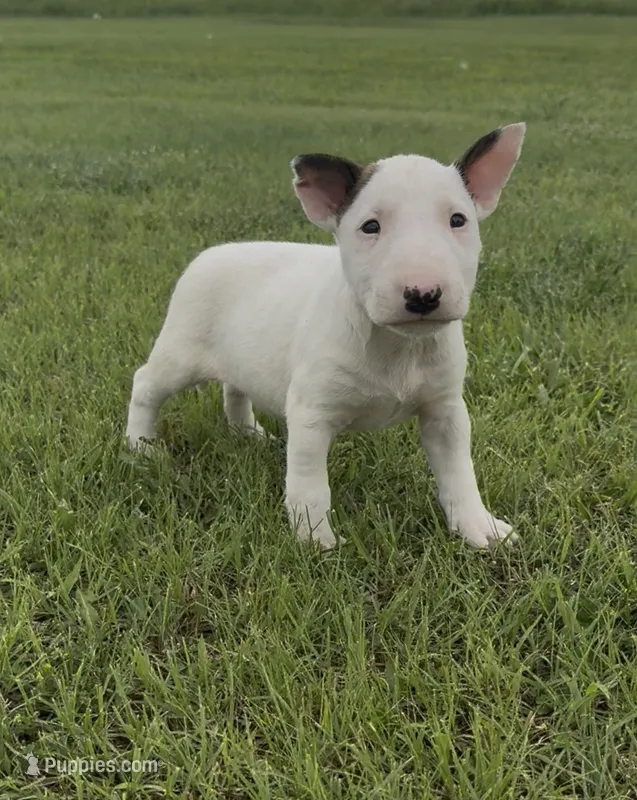 AKC Female 1B  – Bull Terrier puppy for sale in Chapman, KS