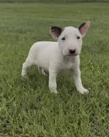 AKC Female 1B , a female Bull Terrier for sale in Chapman, KS – 1 of 5