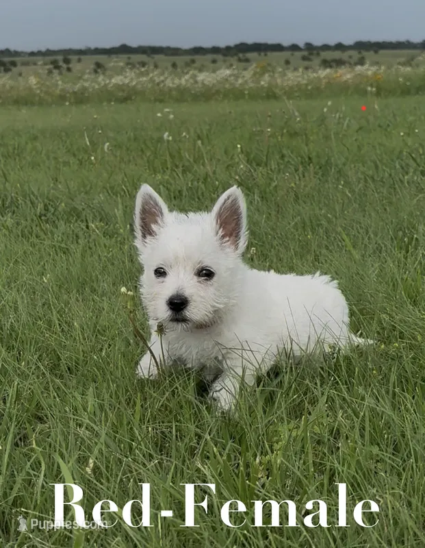 AKC Red Female  – West Highland White Terrier puppy for sale in Chapman, KS