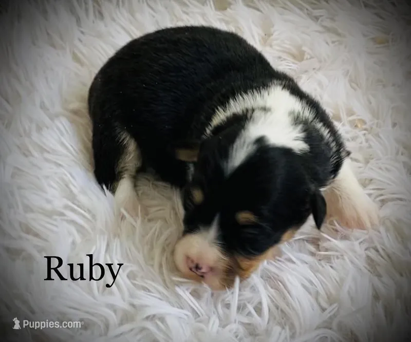 Ruby - Fluffy