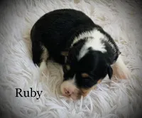Ruby - Fluffy, a female Pembroke Welsh Corgi for sale in Chapman, KS – Photo 1 of 2