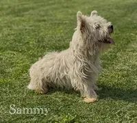AKC Male , a male West Highland White Terrier for sale in Chapman, KS – 3 of 3