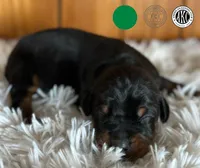 Euro Green Male, a male Doberman Pinscher for sale in Chapman, KS – Photo 3 of 3