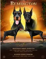 Euro Green Male, a male Doberman Pinscher for sale in Chapman, KS – Photo 2 of 3