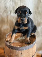 Euro Green Male, a male Doberman Pinscher for sale in Chapman, KS – Photo 1 of 3