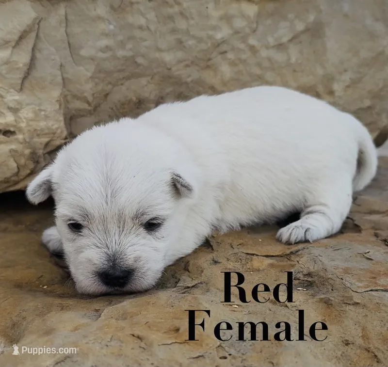 AKC Red Female  – West Highland White Terrier puppy for sale in Chapman, KS