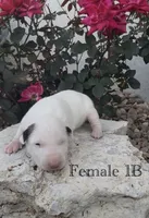 AKC Female 1B , a female Bull Terrier for sale in Chapman, KS – 1 of 3