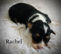 Rachel - Fluffy, a female Pembroke Welsh Corgi for sale in Chapman, KS – Photo 1 of 2