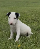 AKC Male 1 , a male Bull Terrier for sale in Chapman, KS – 1 of 4
