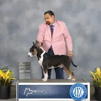 AKC Female, a female Bull Terrier for sale in Chapman, KS – Photo 6 of 6