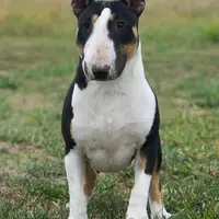 AKC Female, a female Bull Terrier for sale in Chapman, KS – Photo 4 of 6