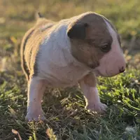 AKC Female, a female Bull Terrier for sale in Chapman, KS – Photo 2 of 6