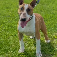 AKC Female, a female Bull Terrier for sale in Chapman, KS – Photo 5 of 6