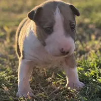 AKC Female, a female Bull Terrier for sale in Chapman, KS – Photo 1 of 6