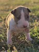 processed/7f0fa155-48fc-4603-ab86-5825409da97c/listing/1f6dee93-bbab-46c3-8cc7-28514a511239/5ec052b2-edc6-416e-a8a6-ebb3845a8f03