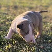 AKC Female, a female Bull Terrier for sale in Chapman, KS – Photo 3 of 6