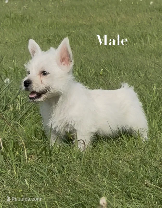 AKC Male  – West Highland White Terrier puppy for sale in Chapman, KS