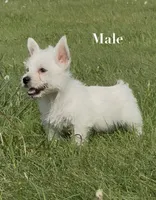 AKC Male , a male West Highland White Terrier for sale in Chapman, KS – 1 of 5