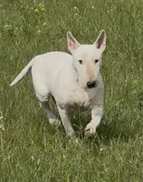 Retirement Home , a female Bull Terrier for sale in Chapman, KS – 2 of 2
