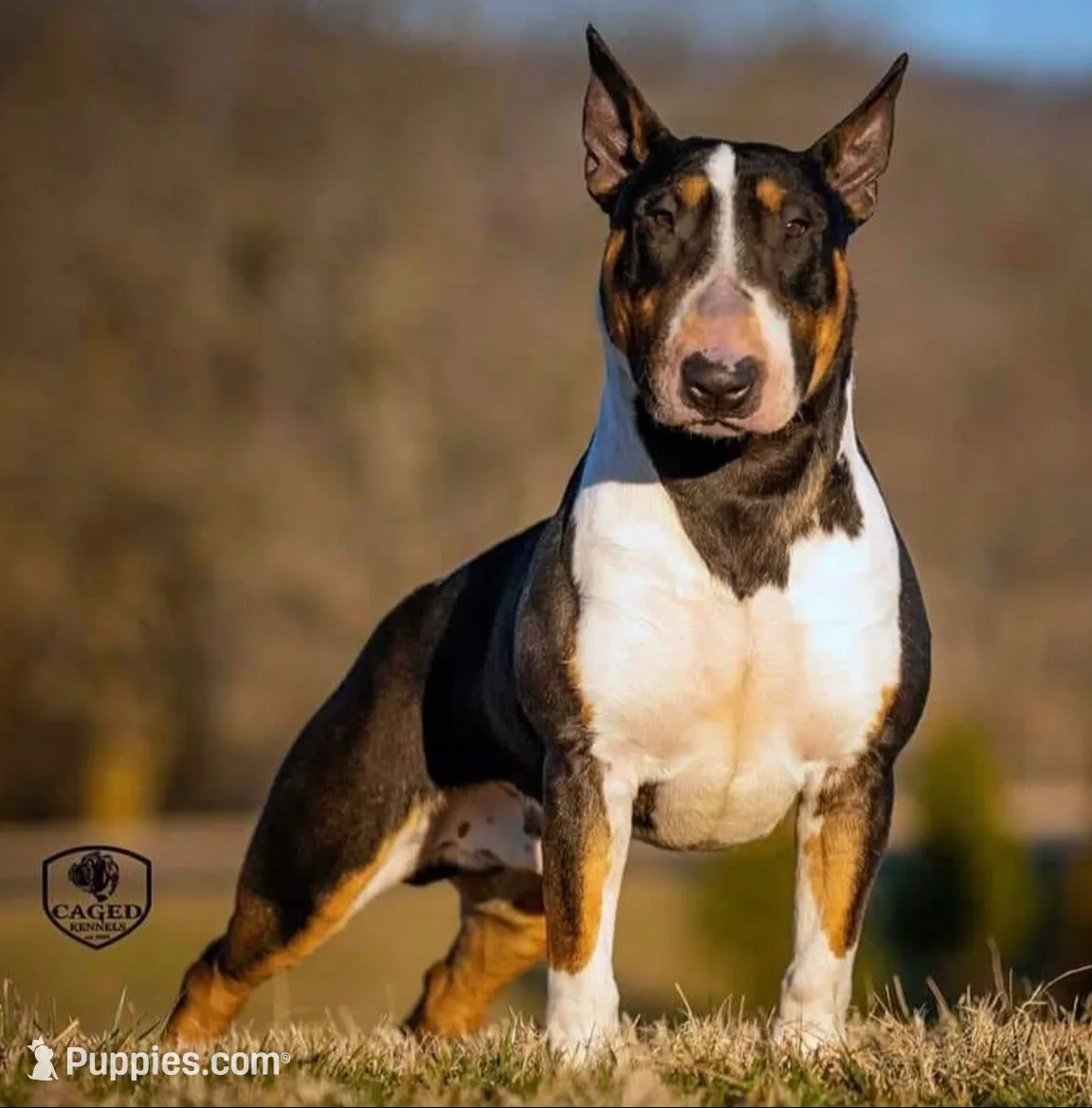 AKC CH Chloe , a female Bull Terrier for sale in Chapman, KS – 3 of 3
