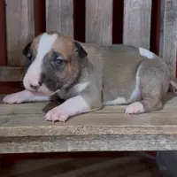 AKC Male 7, a male Bull Terrier for sale in Chapman, KS – Photo 1 of 4