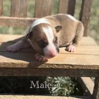 AKC Male 7, a male Bull Terrier for sale in Chapman, KS – Photo 2 of 4