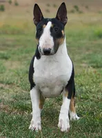 AKC CH Chloe , a female Bull Terrier for sale in Chapman, KS – 1 of 3