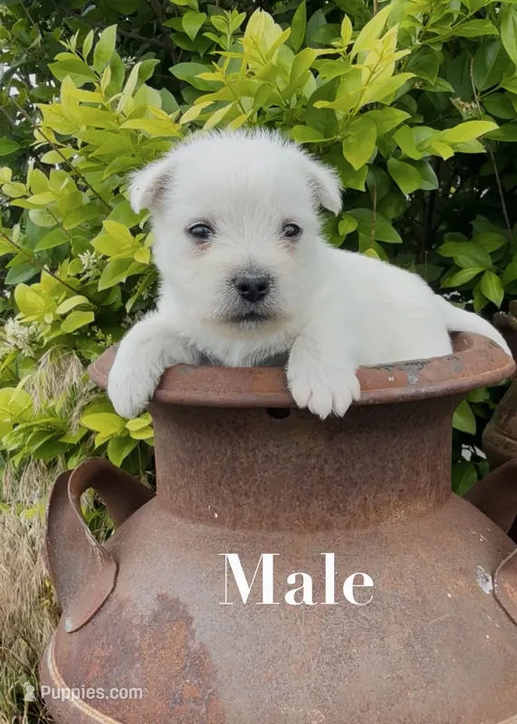 AKC Male  – West Highland White Terrier puppy for sale in Chapman, KS