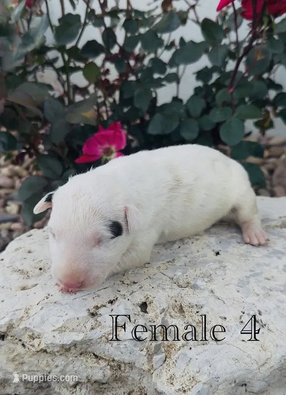 AKC Female 4, a female Bull Terrier for sale in Chapman, KS – 1 of 3
