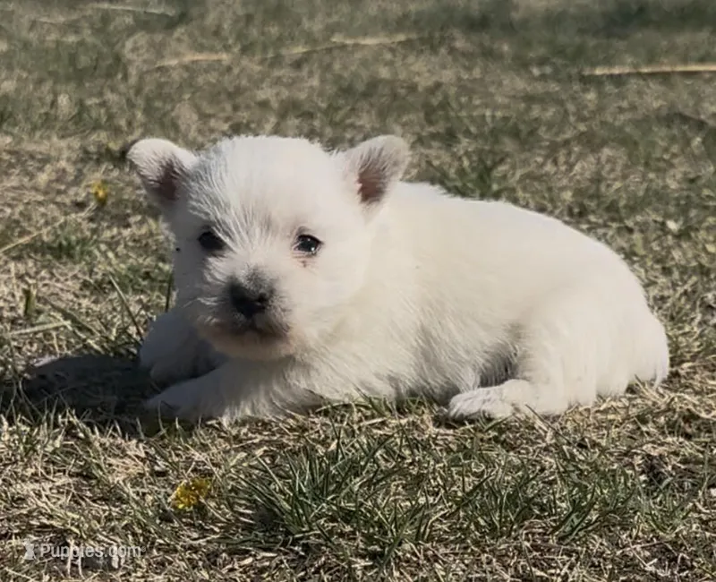 AKC Male  – West Highland White Terrier puppy for sale in Chapman, KS