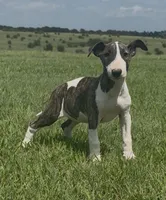 AKC Brindle Female , a female Bull Terrier for sale in Chapman, KS – 2 of 2