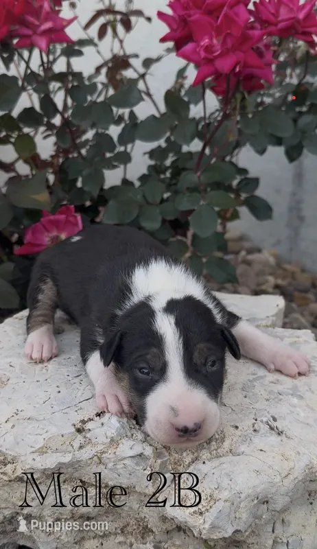 AKC Male 2B  – Bull Terrier puppy for sale in Chapman, KS