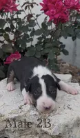 AKC Male 2B , a male Bull Terrier for sale in Chapman, KS – 1 of 3