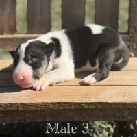 AKC Male 3, a male Bull Terrier for sale in Chapman, KS – Photo 3 of 5