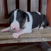 AKC Male 3, a male Bull Terrier for sale in Chapman, KS – Photo 2 of 5