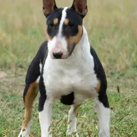 AKC Male 3, a male Bull Terrier for sale in Chapman, KS – Photo 5 of 5