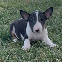 AKC Male 3, a male Bull Terrier for sale in Chapman, KS – Photo 1 of 5