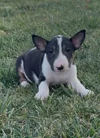 processed/7f0fa155-48fc-4603-ab86-5825409da97c/listing/4721e0d2-5078-4e62-a5b6-910a12fd0621/af4e971c-e118-4a12-8c02-d2dcd61a52ed