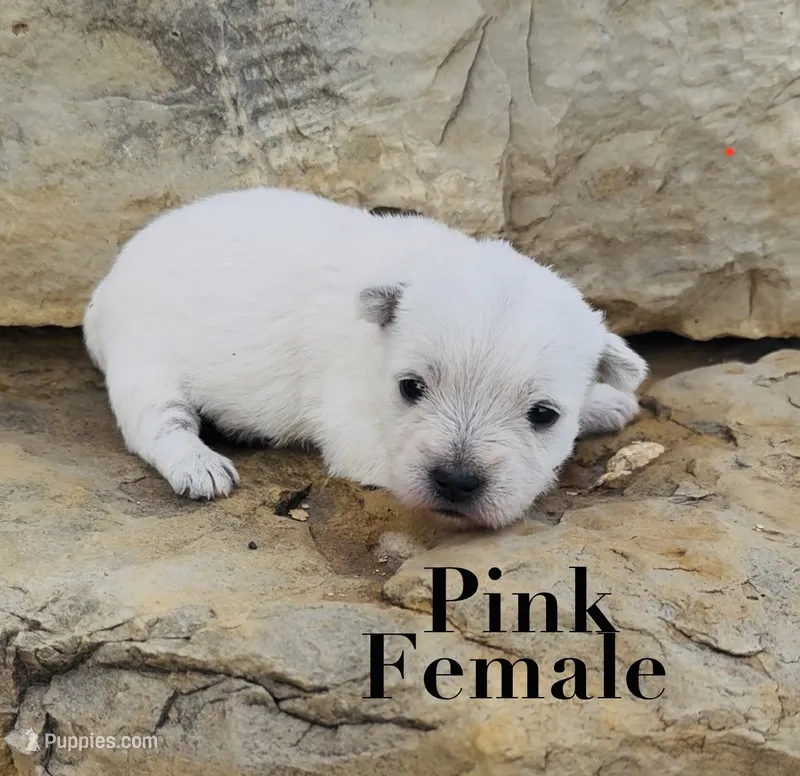 AKC Pink Female  – West Highland White Terrier puppy for sale in Chapman, KS